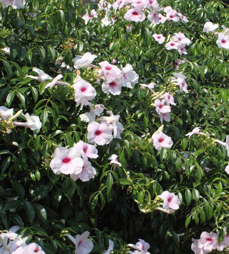 Pandorea Jasminoides -Pandora Yasemini Fidanı Boy 150-180 cm