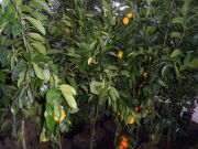 Bir Ağaçta 2 Farklı Meyve Fidanı (Mayer Limon ve Mandalina)