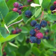 Amelanchier Lamarckii- Saskatoon Berry 8 Yaş-Boy 210-230 cm