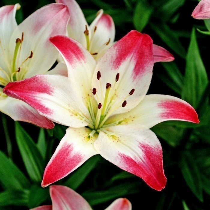 Lollypop Zambak Çiçeği  İthal Asiatic Lilium-Canlı Bitki