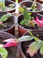 Rhipsalidopsis Gaertneri-Easter Cactus (Paskalya Kaktüsü)