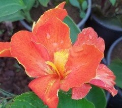 Canna Tropical Bronze Scarlet- Bodur Tesbih Çiçeği Fidesi