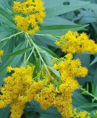 Solidago Golden Dwarf Bodur Altınbaşak Otu Fidesi 30-50 cm