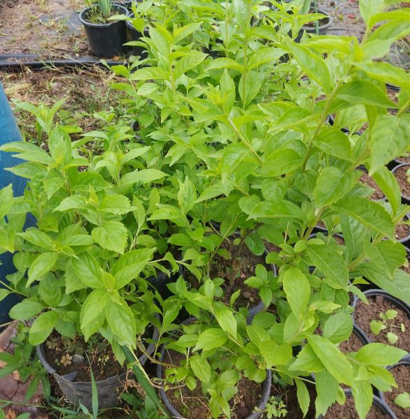 Callicarpa Americana 'Alba' White American Beauty-Beyaz Güzellik Üzümü