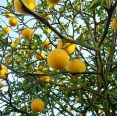 Poncirus Trifoliata ( Üç Yapraklı Japon Portakalı) 80-100 cm