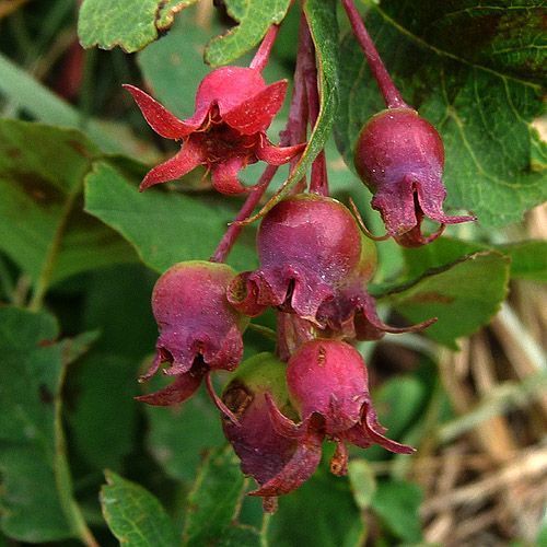 Saskatoon Berry (Utah Serviceberry)