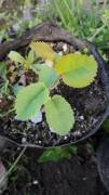 Saskatoon Berry (Utah Serviceberry)