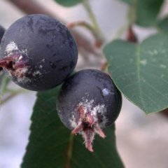 Saskatoon Berry (Amelanchier Ovalis) 120-150 cm-Çiçekli