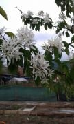 Saskatoon Berry (Amelanchier sinica - Çin Serviceberrysi)