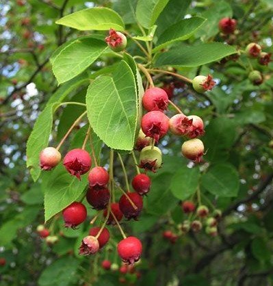 Saskatoon Berry (Amelanchier sinica - Çin Serviceberrysi)