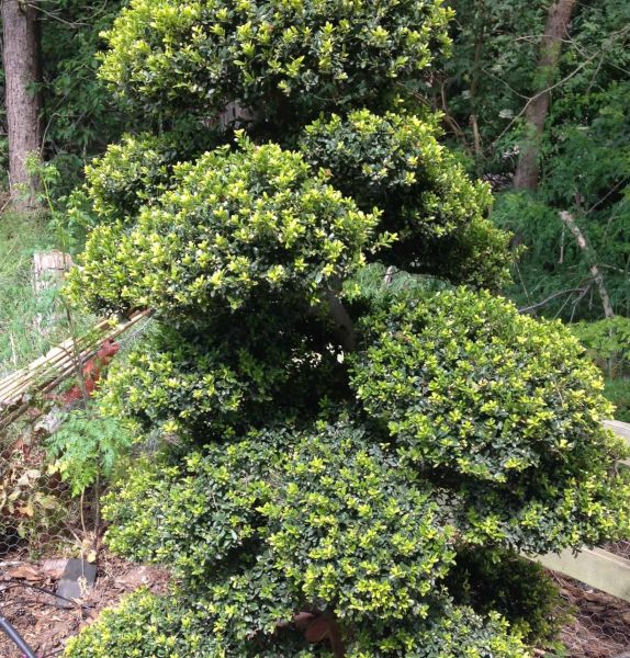 Ilex Crenata (Çoban Püskülü) Anaç Bitki100 cm