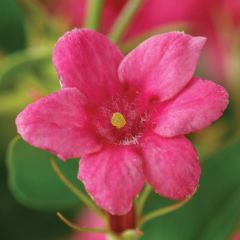 Jasminum Beesianum -Kırmızı Yasemin Fidanı Büyük Boy-Bol Dallı Fidan