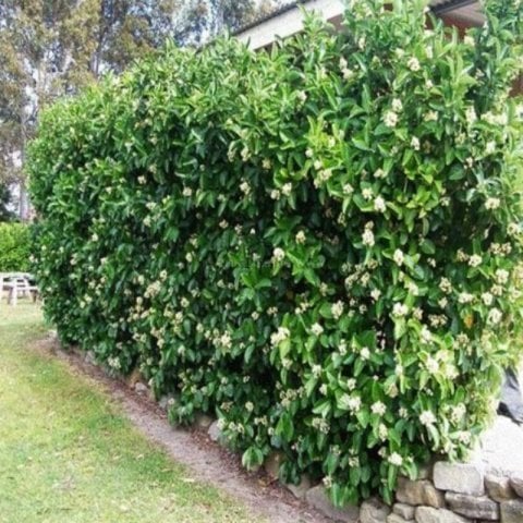 Viburnum Lucidum Lusidum Lucidum Kartopu Bitkisi 200 cm