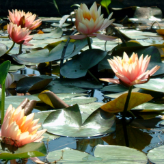 Şeftali Renkli Nilüfer (Nymphaea Colorado)-Canlı Bitki