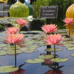 Şeftali Renkli Nilüfer (Nymphaea Colorado)-Canlı Bitki