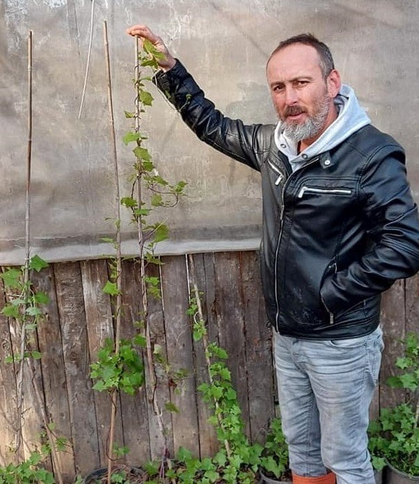 Senecio Tamoides-Melissa Sarmaşık Fidanı Anaç Çiçek Açan Fidan 100-170 cm