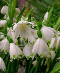 Leucojum Aestivum L. Göl Soğanı Canlı Bitki