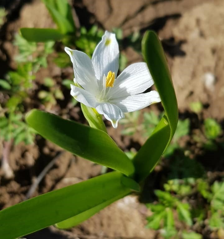 Leucojum Aestivum L. Göl Soğanı Canlı Bitki