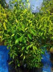 Citrus junos-Yuzu Portakal -20 dereceye dayanıklı 150 cm