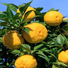 Citrus junos-Yuzu Portakal -20 dereceye dayanıklı 150 cm