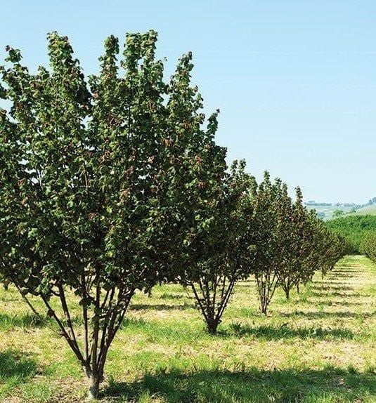 Tek Ağaç Sistemi Aşılı Fındık Fidanı -Aşı Giresun Yağlısı Boy  150-170 cm