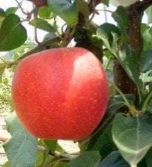 Ferik Elma ( Ferek Elması) Fidanı 120 cm