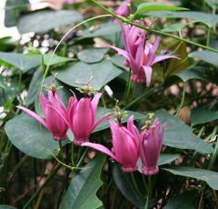 Passiflora Tulae Fidanı