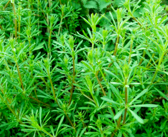 ‘Galium Aparine’ Yoğurtotu Fidanı Saksıda