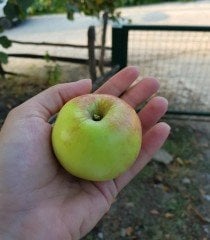 Şeker Elması Fidanı 150-200 cm