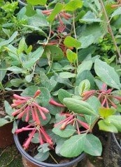 Lonicera sempervirens (Trompet Hanımeli) Fidanı