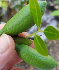 Finger Lime ( Avustralya Parmak Limonu) 5 Yaş 150-200 cm-Anaç Fidan