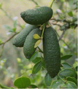 Finger Lime ( Avustralya Parmak Limonu) 5 Yaş 150-200 cm-Anaç Fidan