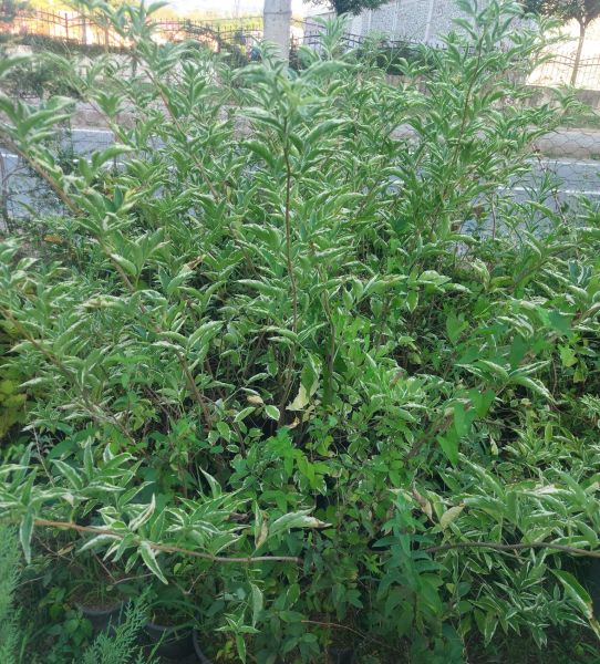 Sambucus Nigra Variegata-Alacalı Ağaç Mürver Fidanı 160-190 cm