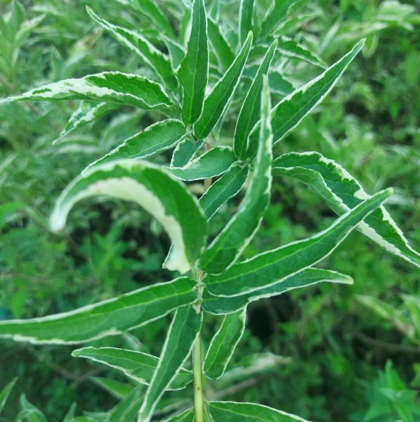 Sambucus Nigra Variegata-Alacalı Ağaç Mürver Fidanı 160-190 cm