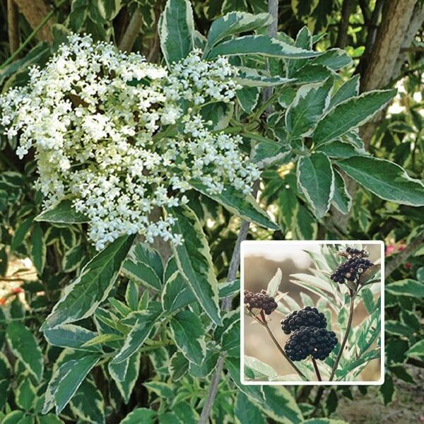 Sambucus Nigra Variegata-Alacalı Ağaç Mürver Fidanı 160-190 cm