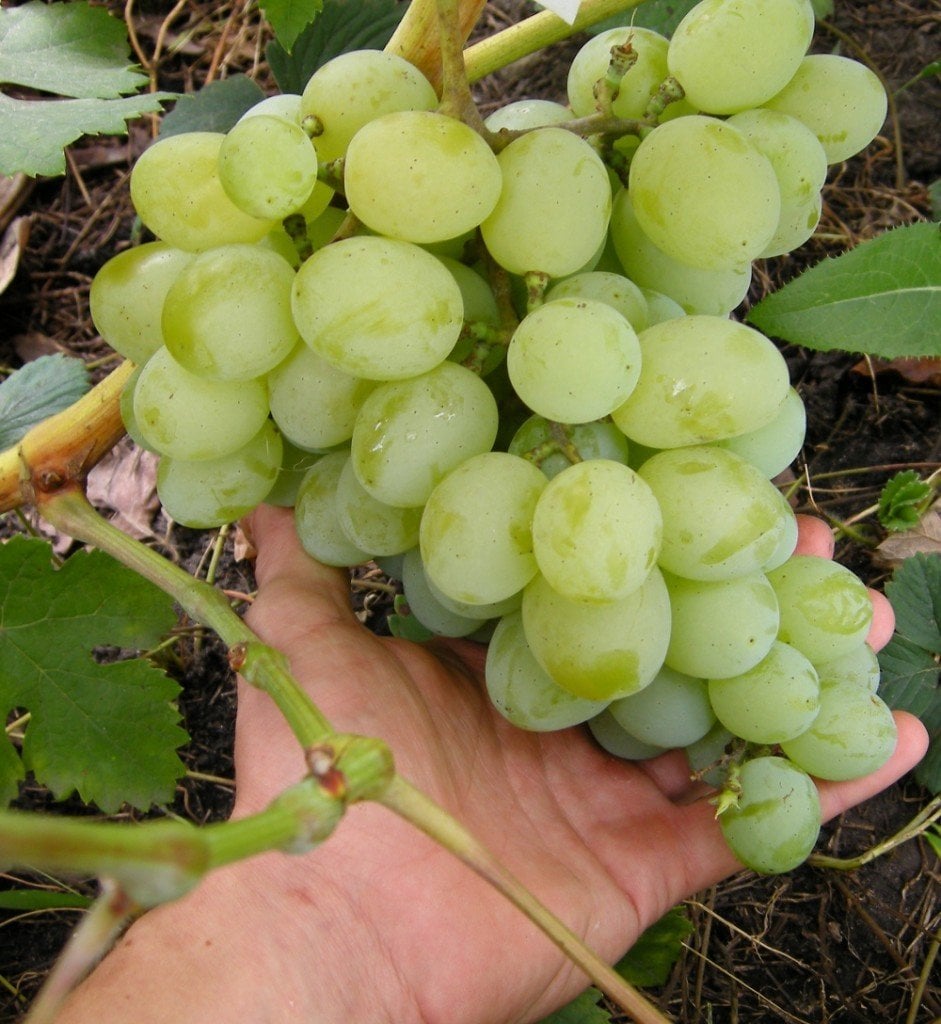 Vitis Tulisman Üzüm Fidanı 30-40 cm