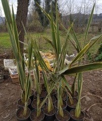 Formiyum Fidanı Formium Phormium Tenax Attropurpureum 100-150 Cm