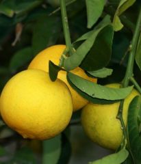 Tatlı (Şeker ) Limon Fidanı 150-180 cm