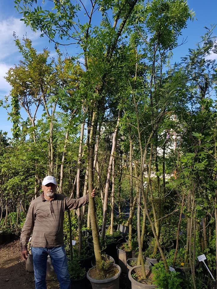 Dişbudak (Fraxinus Excelsior)  Boy 400-500 cm-Gövde Çapı 16-18 cm