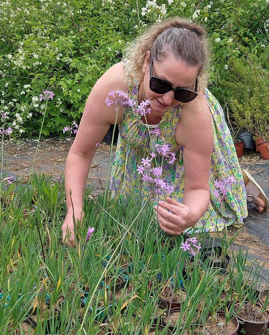 Tulbaghia Violacea -Sosyete Sarımsağı Fidanı