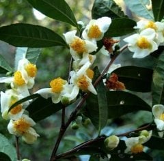 Camellia Sinensis-Çay (Yeşil Çay) Fidanı 40-50 cm