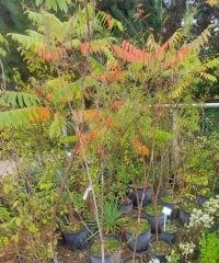 Tamarix Gallica Pembe Çiçekli Ilgın Ağacı 200 cm