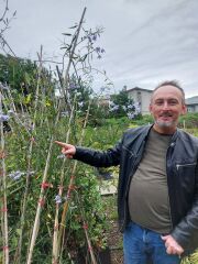 Solanum Crispum 200-220 cm-Şili Patates Asması Çiçeği