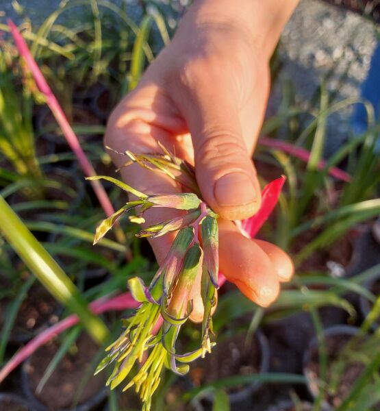 Billbergia Nutans-Efe Püsküllü-Kraliçenin Gözyaşları