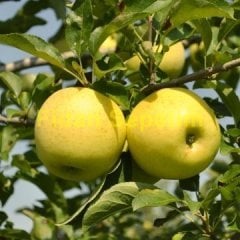 Elma (Golden Delicious) Fidanı 150-200 cm-Tüplü