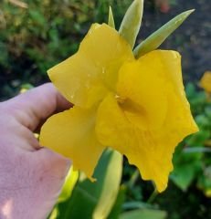 Sarı Tesbih Çiçeği Canna indica Yellow