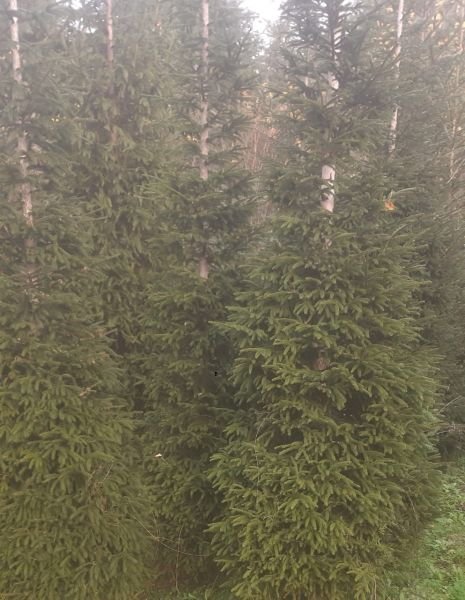 Picea Orientalis (Doğu Ladini) Fidanı İthal- 450.550 cm