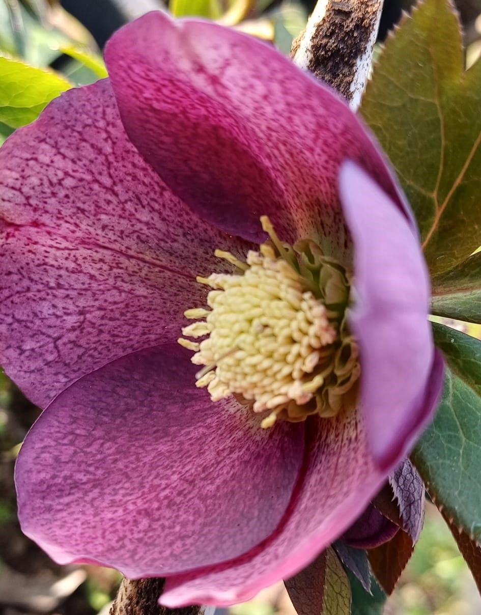 Helleborus Oriantalilis Yalınkat-Bordo-Koyu Pembe  Noel Gülü Fidanı