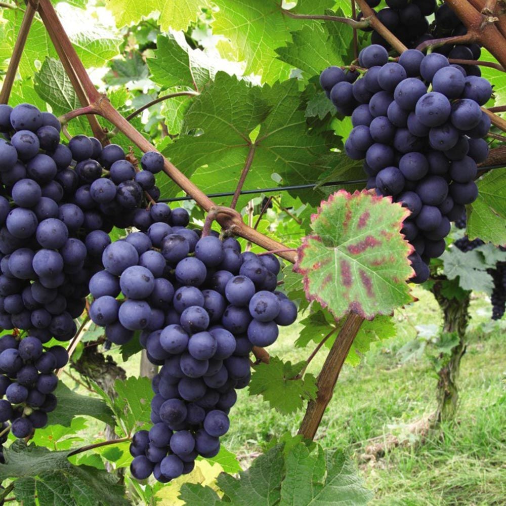 Vitis vinifera 'Dornfelder' Üzüm Fidanı