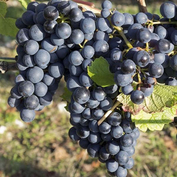 Vitis vinifera 'Dornfelder' Üzüm Fidanı